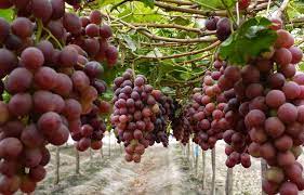 Sarmiento será sede de una jornada de sanidad vegetal