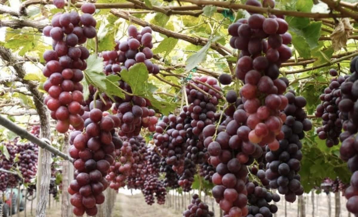 Vendimia 2022: el sector vitivinícola espera una menor cosecha