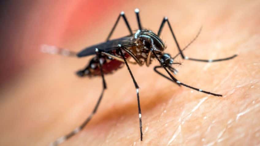 Qué hacer para evitar la proliferación del mosquito transmisor del dengue