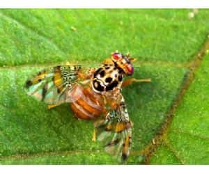 Alerta en Mendoza por la presencia de la mosca del Mediterráneo