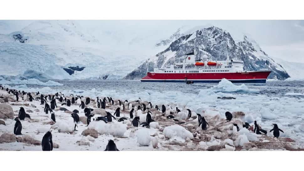 Pagan hasta 2.335 dólares al mes por contar pingüinos en la Antártida