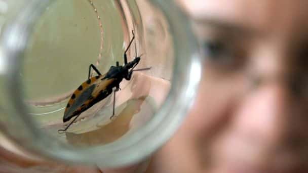 Chagas, una enfermedad silenciosa: “Vivimos en una zona endémica, hay que hacerse el estudio”