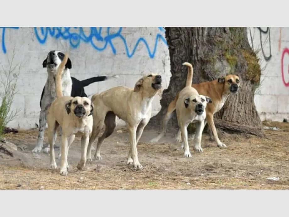 Ullum decidió eliminar la eutanasia para perros callejeros