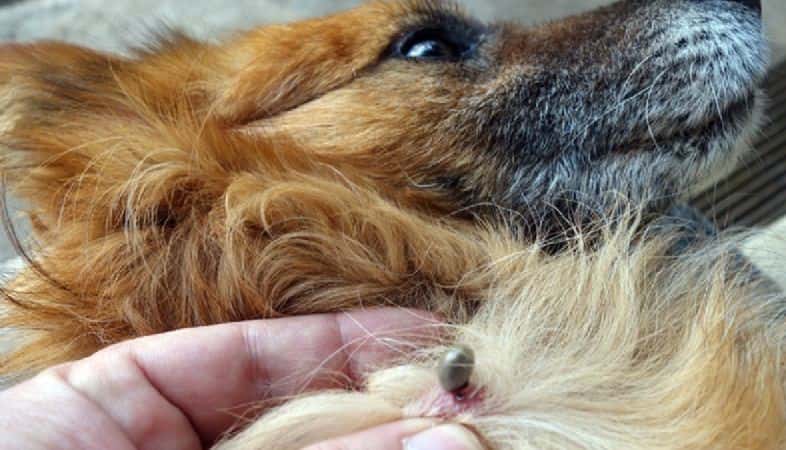 Ehrlichiosis canina, la enfermedad que azota a los perros sanjuaninos