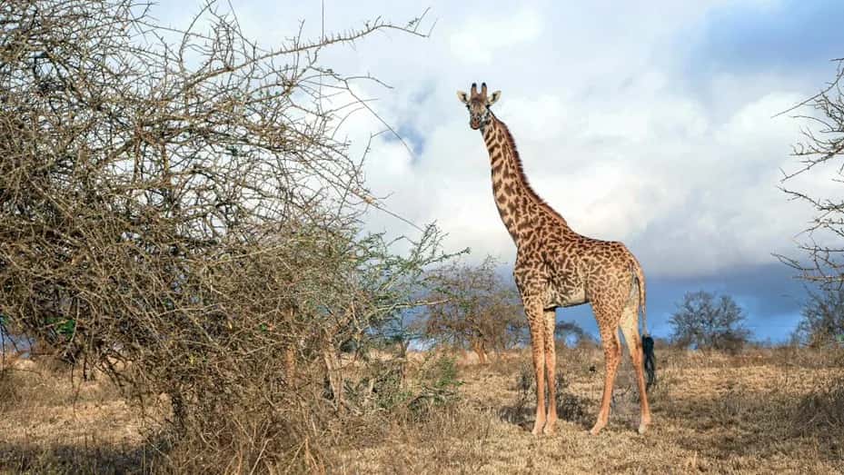 Drama en Sudáfrica: una jirafa mató a una beba de 16 meses