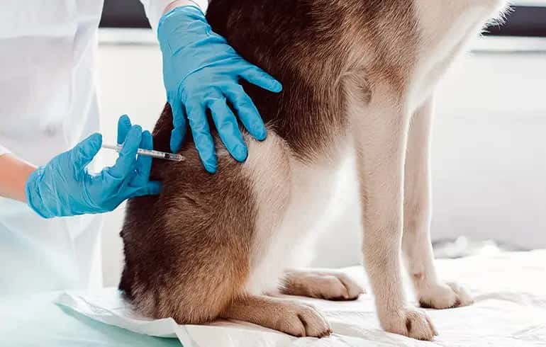 Rivadavia continúa con el cronograma de vacunación de perros y gatos