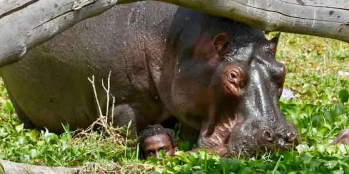 Un hipopótamo atacó a un nene de 2 años y se lo tragó