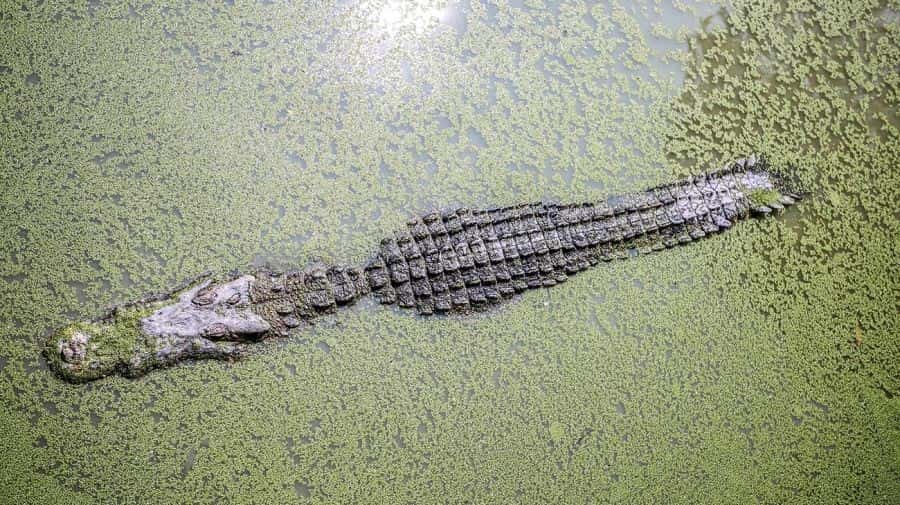 Un cocodrilo devoró a un nene que pescaba con su papá en una canoa