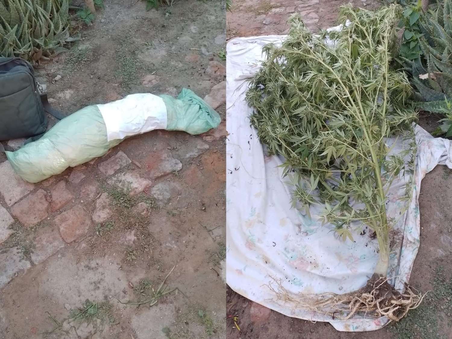 Planta de marihuana de 1,90 cm.